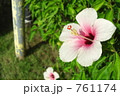ピンク色ハイビスカス 761174
