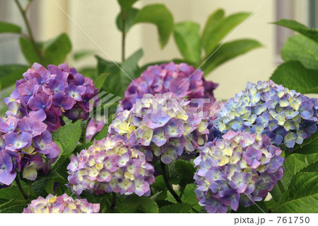 雨に打たれるあじさいの花 雨に打たれるあじさいの花 761750