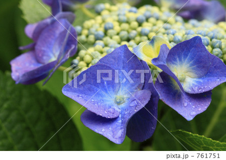 雨粒の乗った額紫陽花 761751