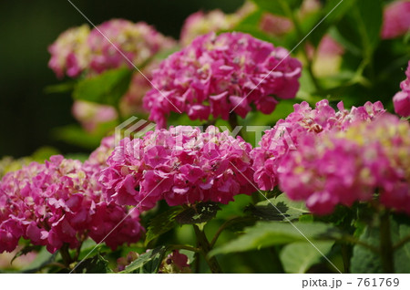 紫陽花 761769
