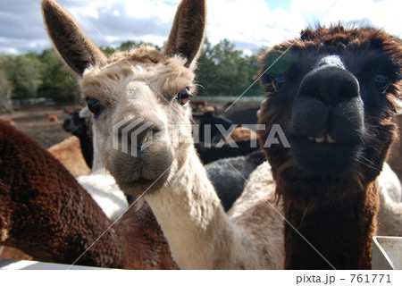 アルパカ牧場 761771