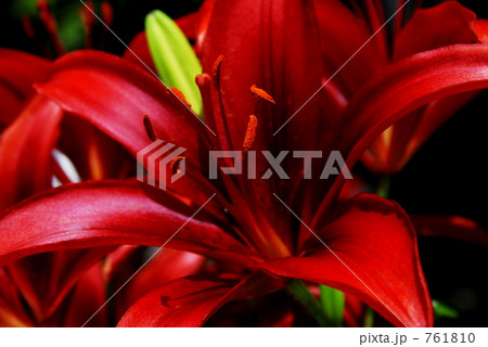 赤いユリ 761810