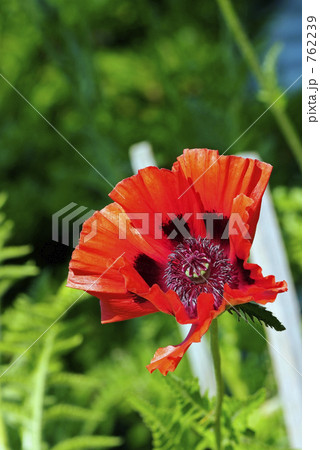 オリエンタル・ポピー上からアップ 762239
