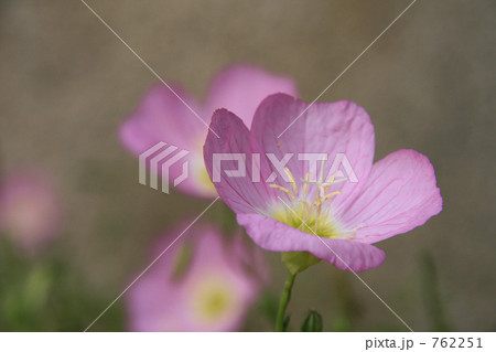 桃色昼咲き月見草 桃色昼咲き月見草 762251