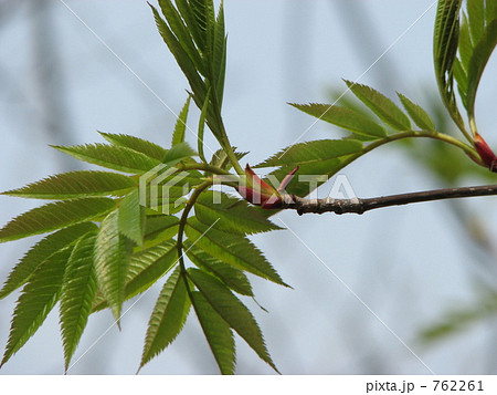 ナナカマドの葉　春　新緑 762261