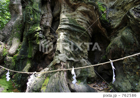 来宮神社の大楠 762586