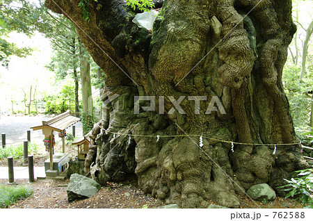 来宮神社の大楠 762588