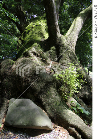 来宮神社の第二大楠 来宮神社の第二大楠 762750