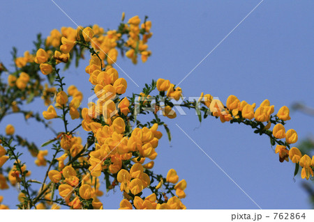 黄色いエニシダと青空 762864