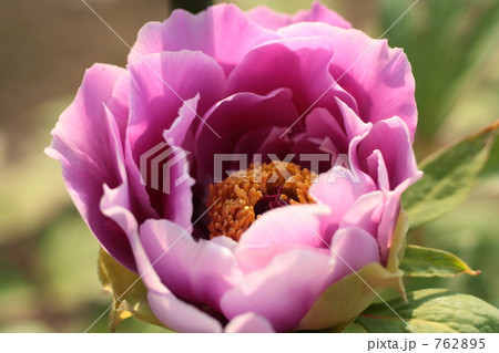 牡丹園芸品種「花王」 762895