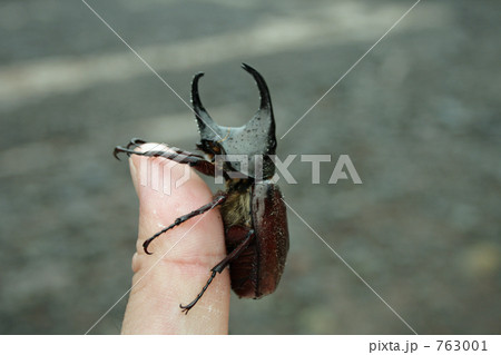 カブト虫 カブト虫 763001