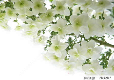 柏葉紫陽花 柏葉紫陽花 763267