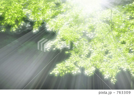 新緑の森 763309