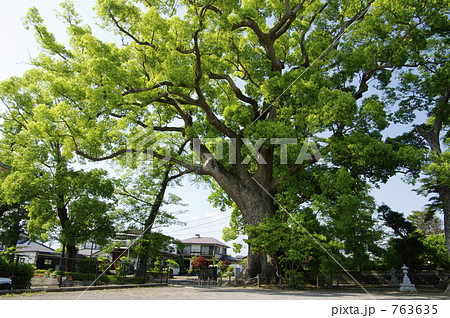 天地神社の大楠 763635