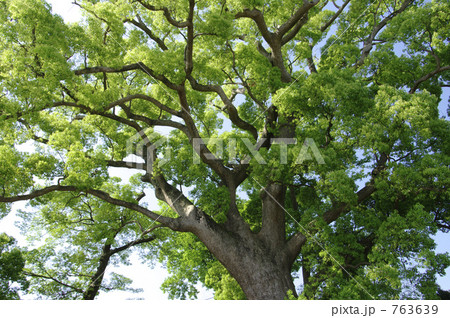 天地神社の大楠 763639