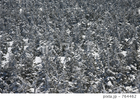 残雪の八幡平の樹海 764462