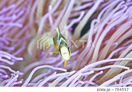 イソギンチャクとクマノミ イソギンチャクとクマノミ 764557