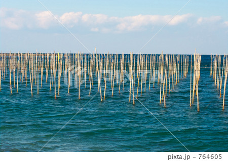 海苔養殖の竹竿 海苔養殖の竹竿 764605