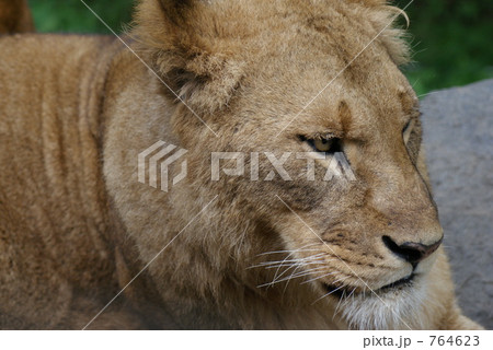 メスライオン 764623