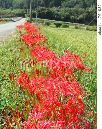 彼岸花 彼岸花 764889