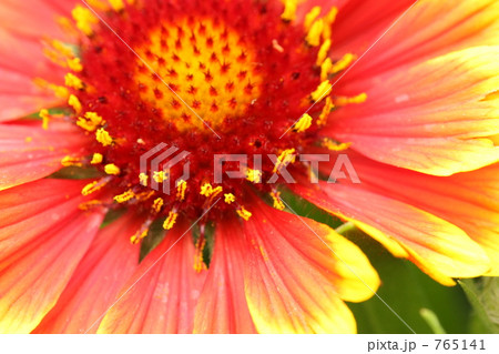 オレンジ色の花 765141