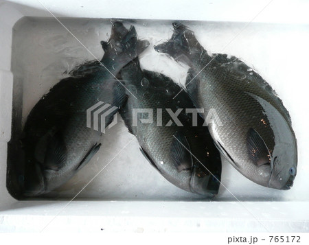 漁港のメジナ 漁港のメジナ 765172