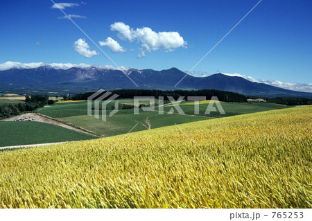 麦畑と夏雲 765253