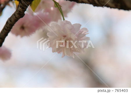 オオムラザクラ 765403