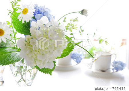 紫陽花の朝 紫陽花の朝 765455