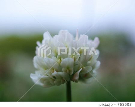 シロツメクサ シロツメクサ 765602