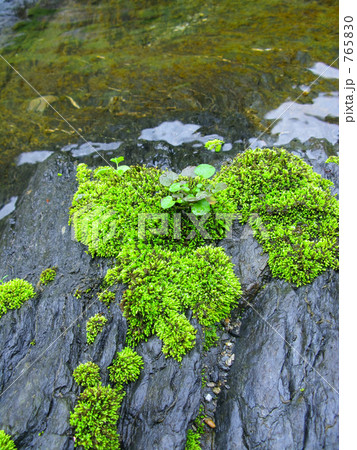 水辺の苔 765830