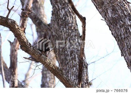 エゾリス エゾリス 766076