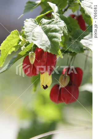 チロリアンランプ チロリアンランプ 766081