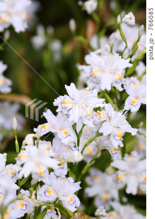 庭のしゃが 766085