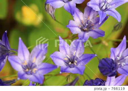 ブローディアの花の写真素材