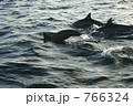 モルディブの海にいたイルカ 766324
