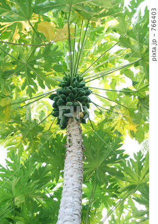 モルディブ・パパイヤの木 モルディブ・パパイヤの木 766403