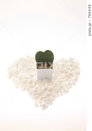 ハートのサボテン ハートのサボテン 766449