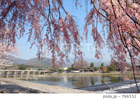 嵐山の春 嵐山の春 766552