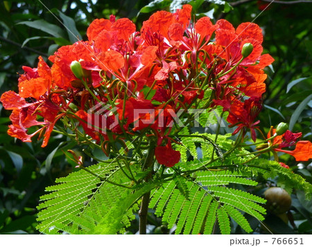 ホウオウボク花 766651