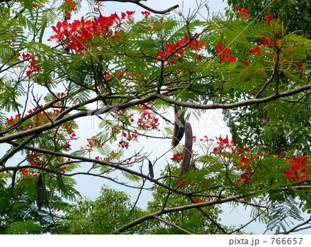 ホウオウボク花と種 766657