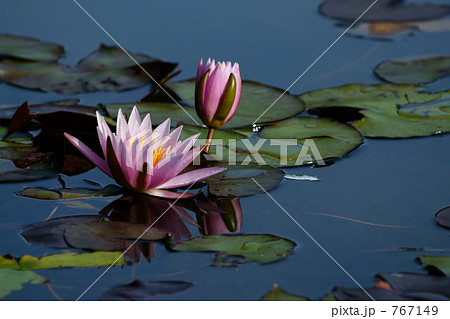 睡蓮 767149