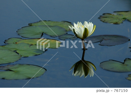 白い睡蓮 767150