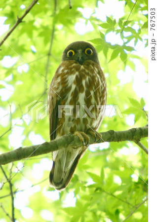 アオハズク 767503