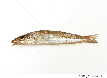 とっても新鮮な獲れたてシロギス 767915