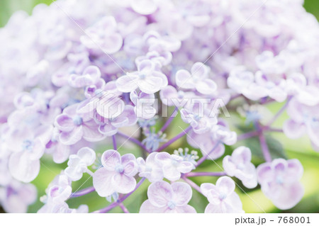 ウズアジサイ 768001