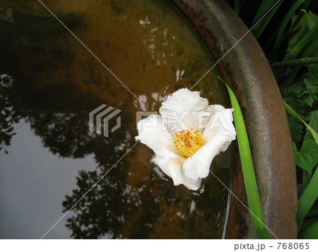 夏つばき 夏つばき 768065