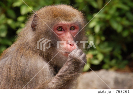 サル 768261