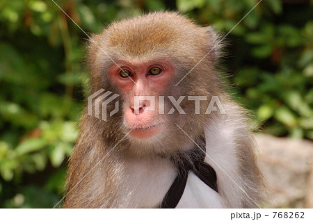 サル 768262