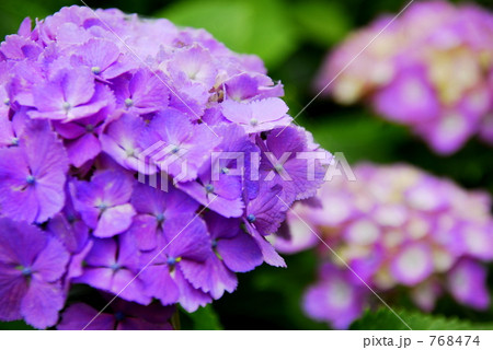 紫陽花 768474